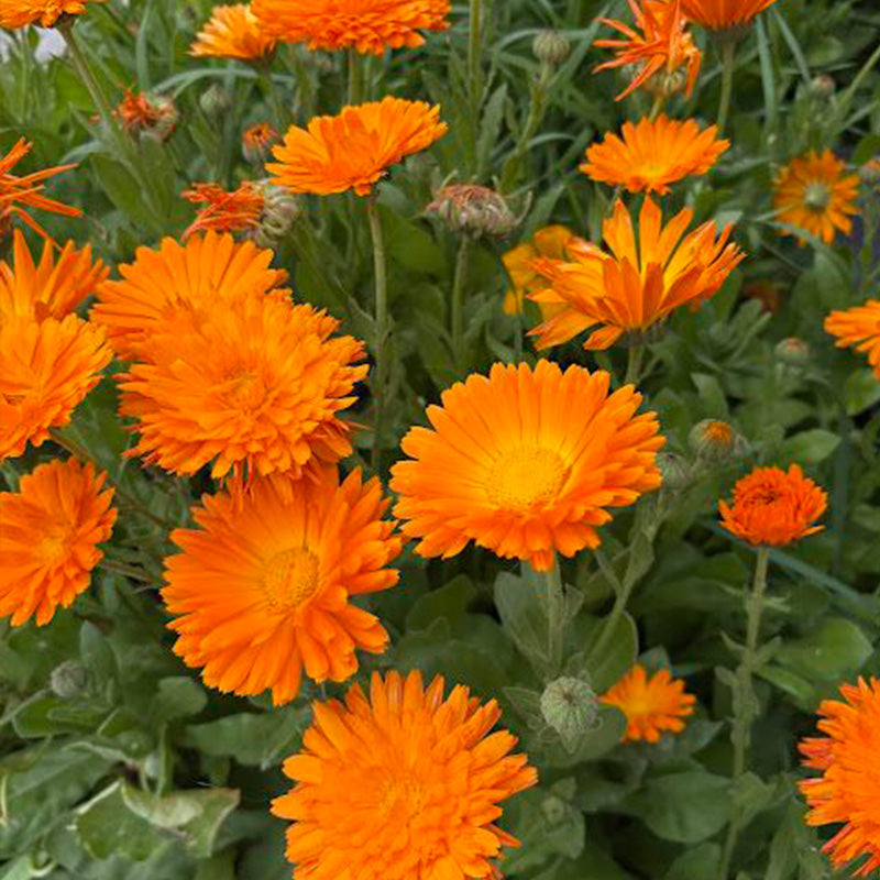 Calendula Seeds - Orange Yellow Center