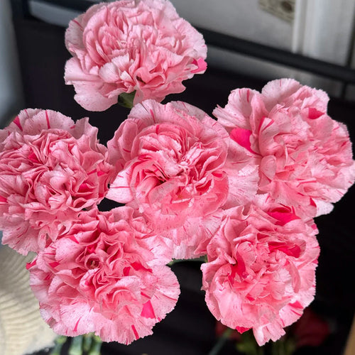 Carnation Seeds - Pink Speckled