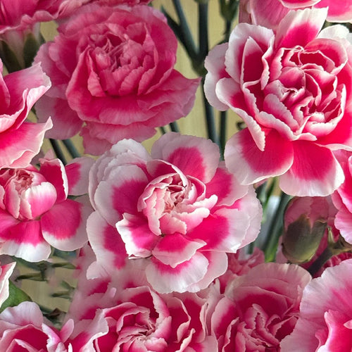 Carnation Seeds - Pink Picotee