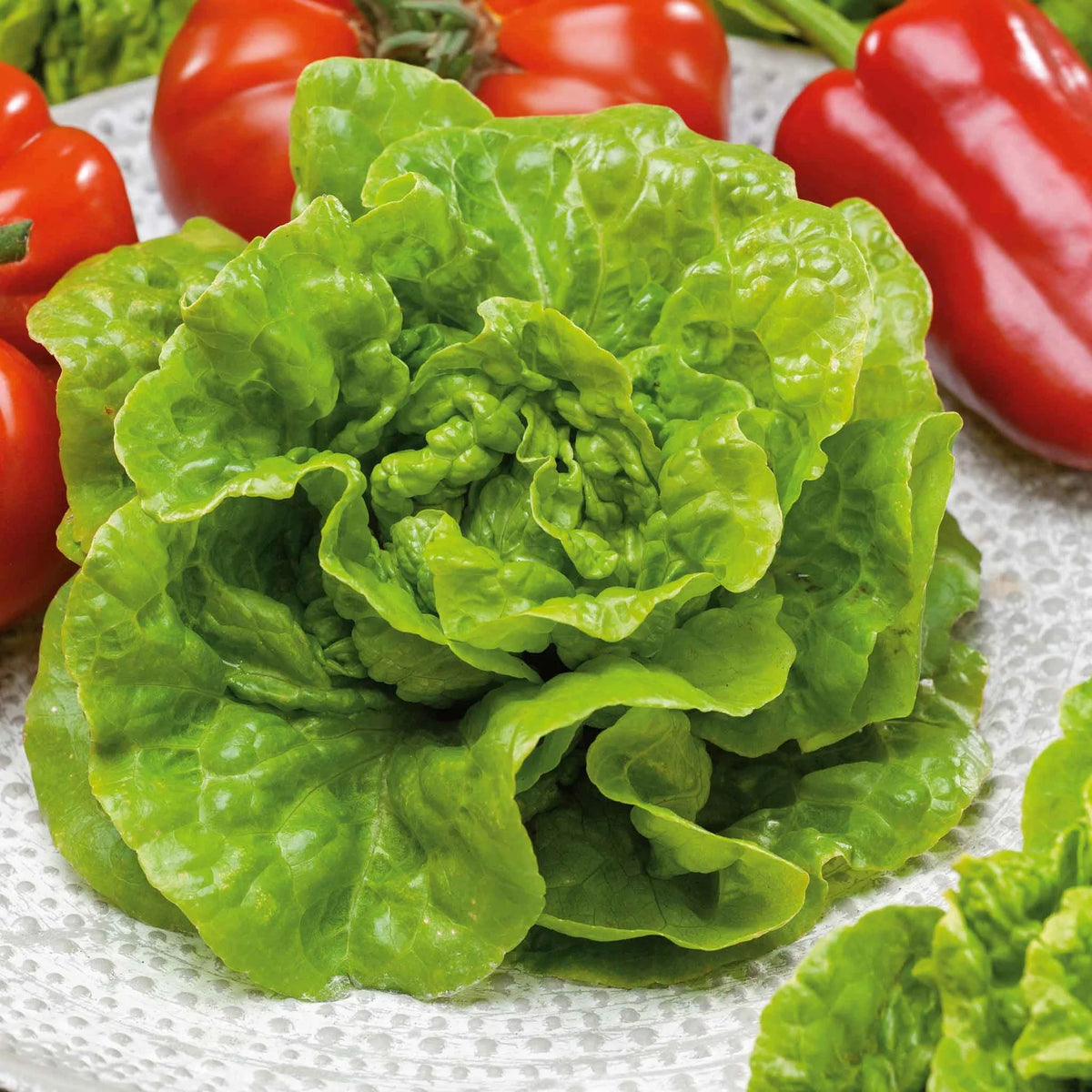 Lettuce Mix Seeds – Gourmet Salad Greens for Home Garden Planting