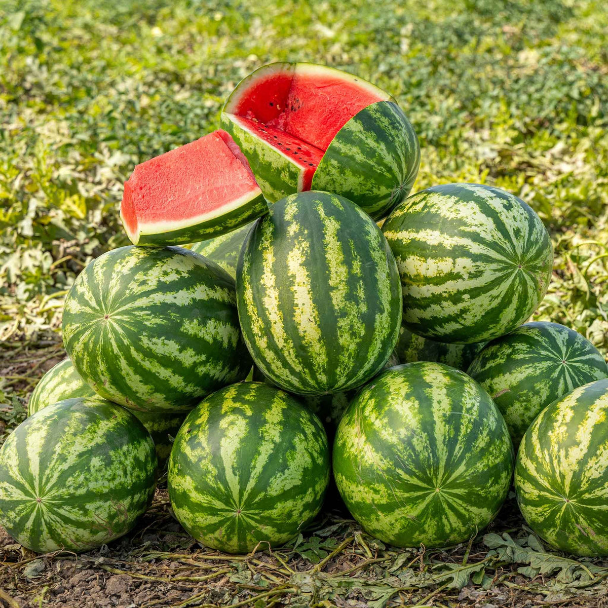 Striped Watermelon Seeds – Red Flesh for Your Summer Garden