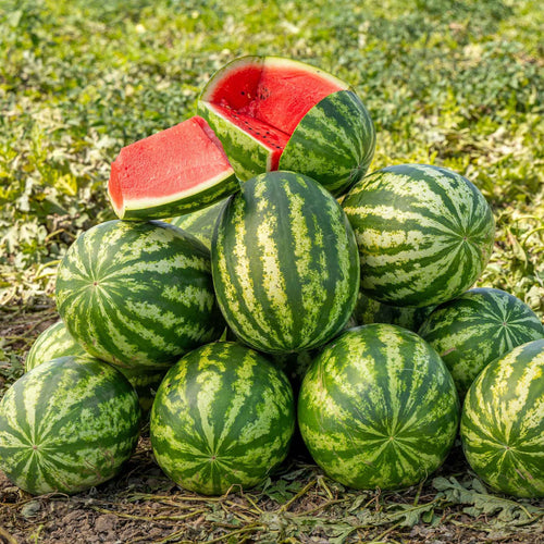 Striped Watermelon Seeds – Red Flesh for Your Summer Garden