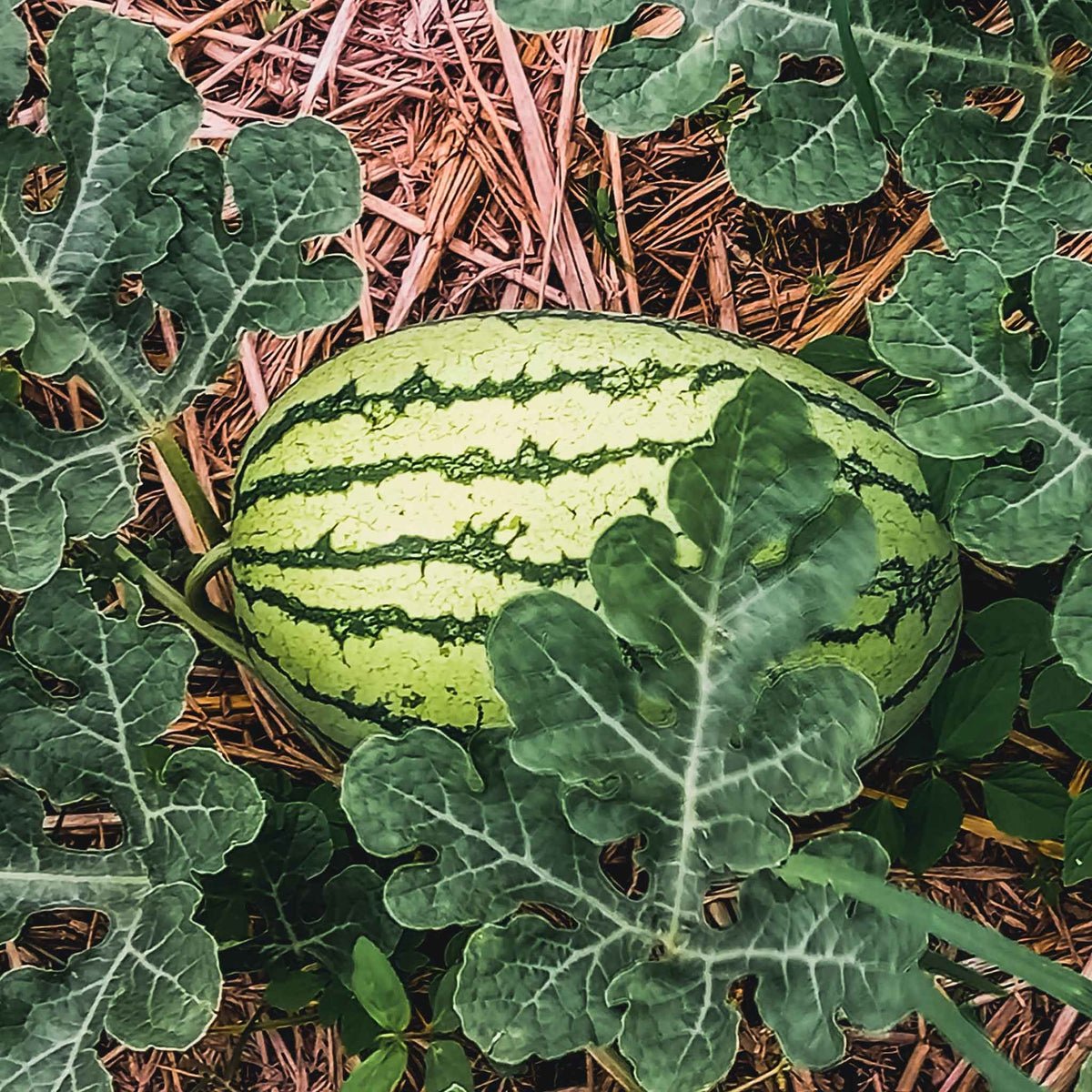 Striped Watermelon Seeds – Red Flesh for Your Summer Garden