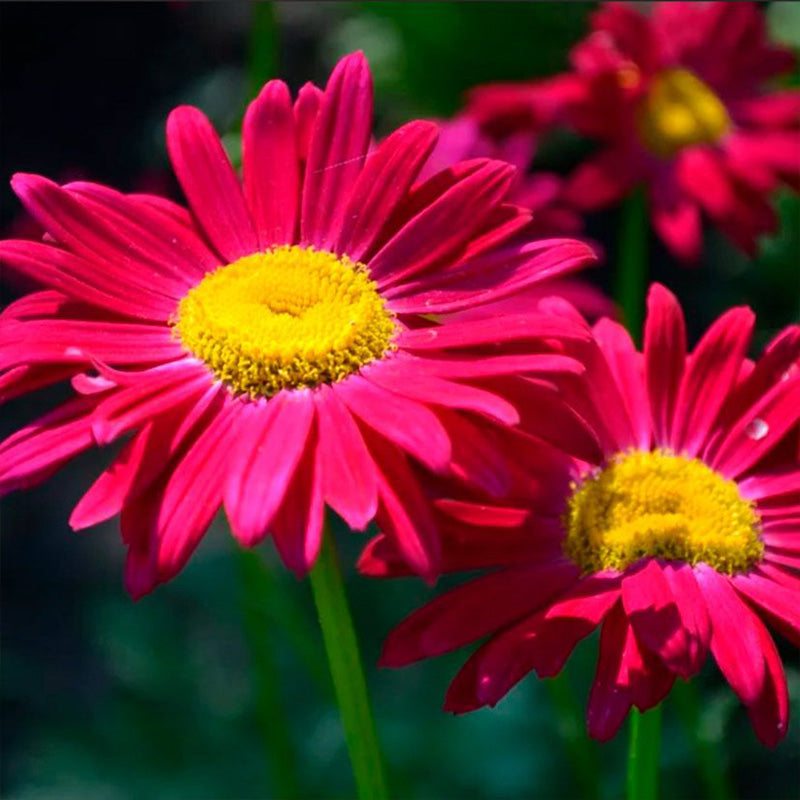 African Daisy Seeds - Magenta
