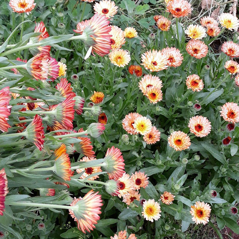 Calendula Seeds - Apricot Peach