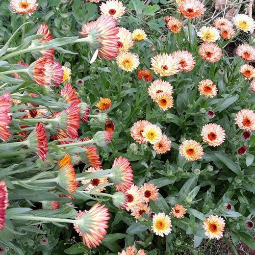Calendula Seeds - Apricot Peach