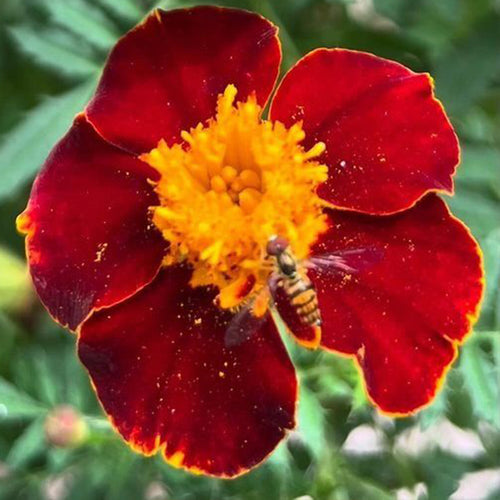 African Marigold Seeds - Single Red & Gold Bi-Color