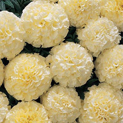 African Marigold Seeds - Creamy White Double