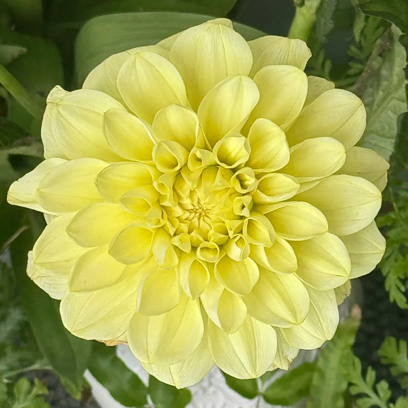 Dahlia Seeds - Yellow Pompon Dwarf