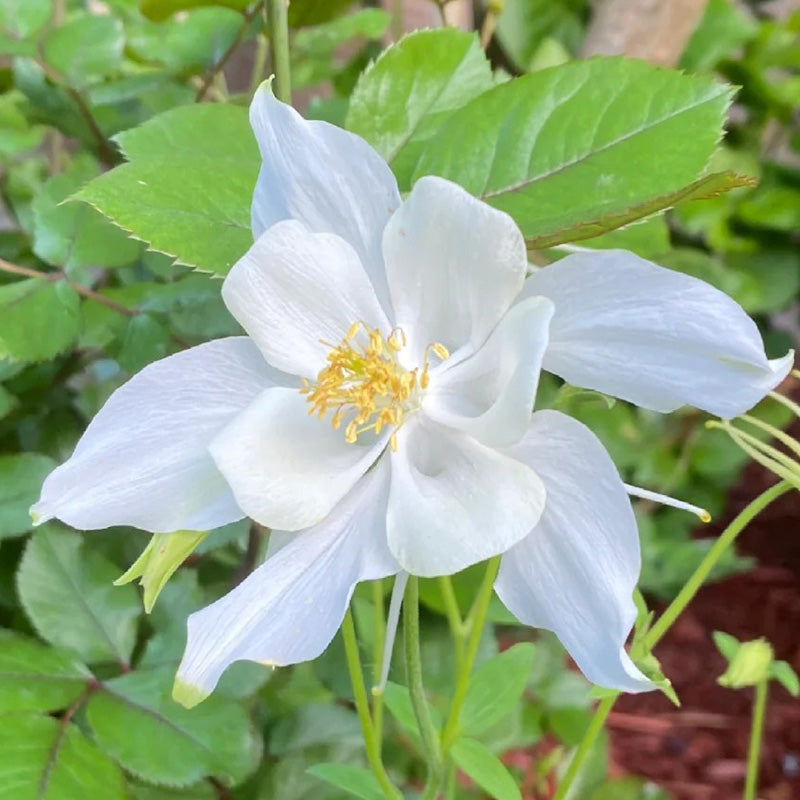 Columbine Seeds - Pure White
