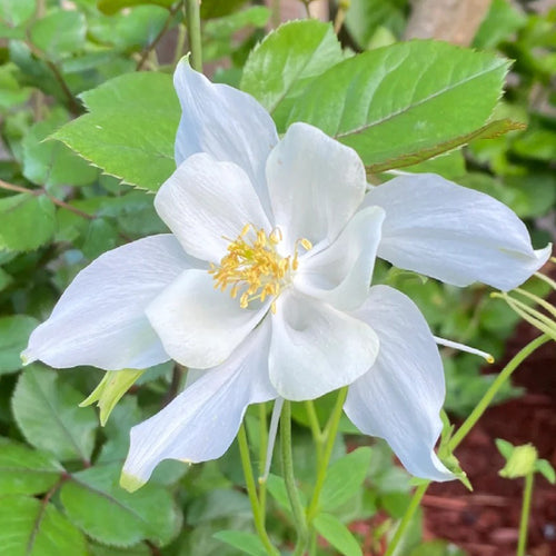 Columbine Seeds - Pure White