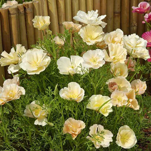 California Poppy Seeds - Creamy Double