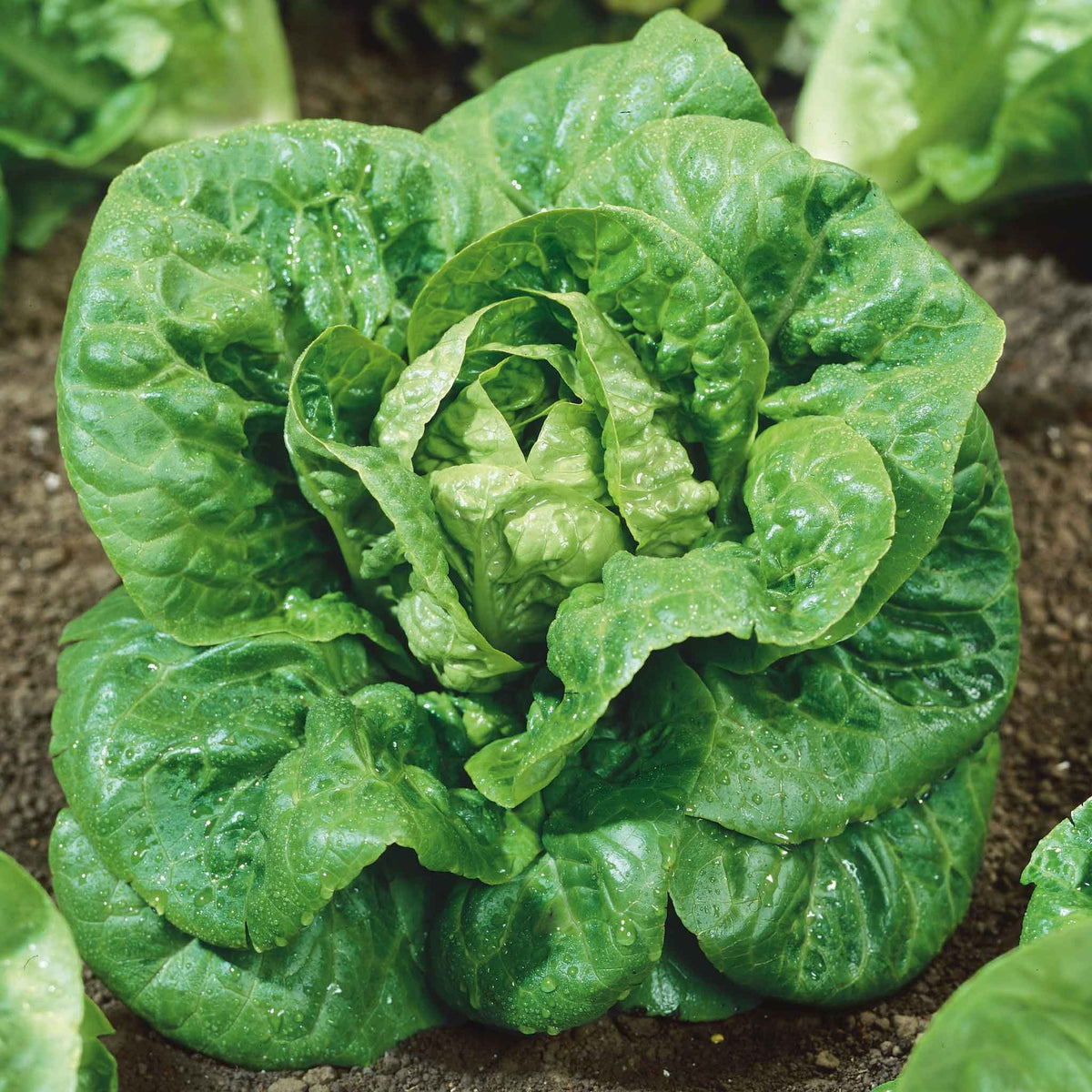 Little Gem Lettuce Seeds – Crisp, Tender Heads for Small Gardens