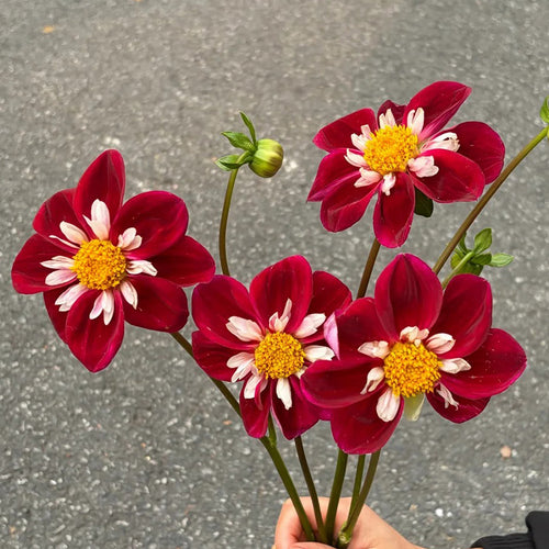 Dahlia Seeds - Burgundy Collarette