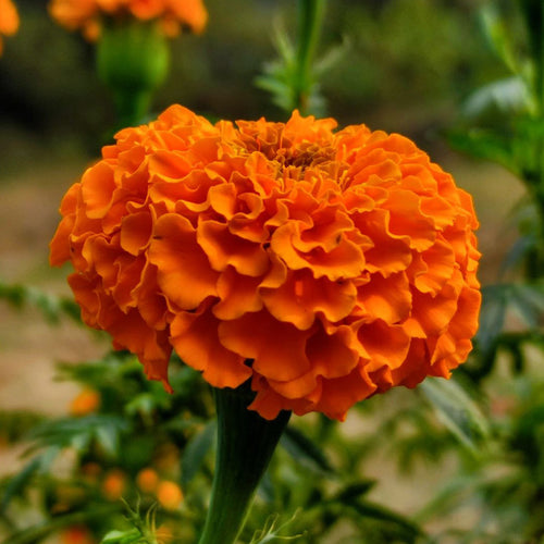 African Marigold Seeds - Giant Orange Ball