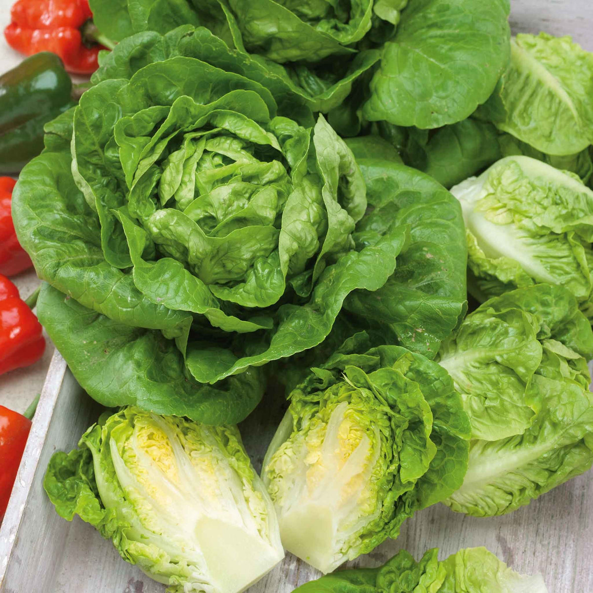 Little Gem Lettuce Seeds – Crisp, Tender Heads for Small Gardens