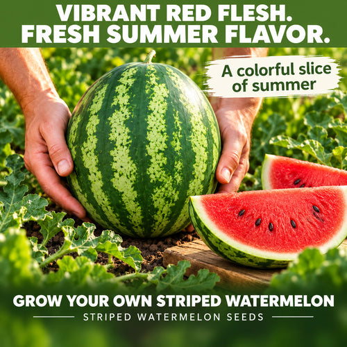 Striped Watermelon Seeds – Red Flesh for Your Summer Garden