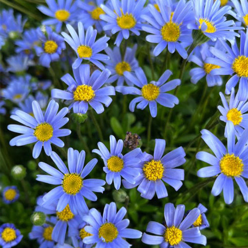 Blue Daisy Seeds - Sky Blue (Felicia)