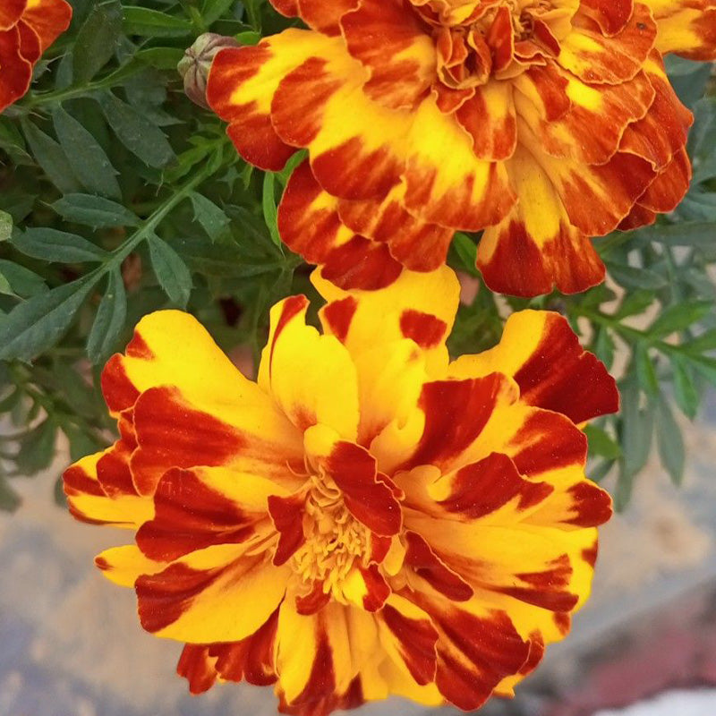 African Marigold Seeds - Tiger Striped French