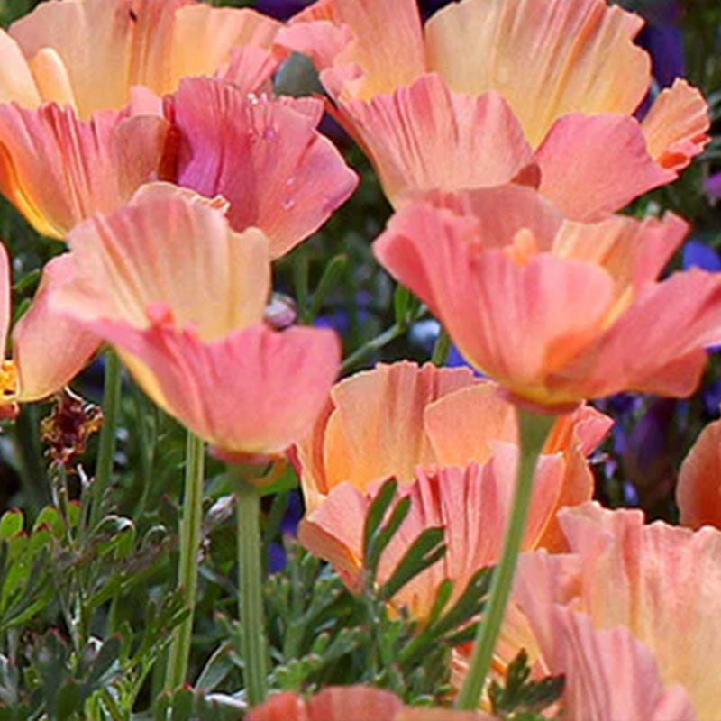 California Poppy Seeds - Salmon Coral