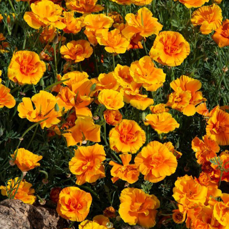 California Poppy Seeds - Golden Semi-Double