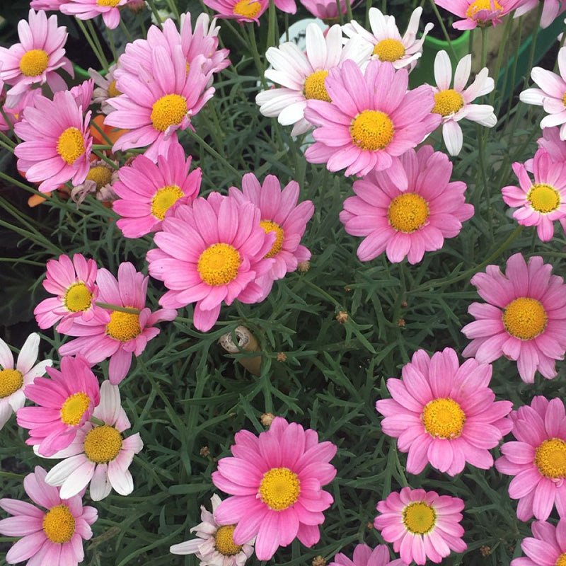 African Daisy Seeds - Pink & White Marguerite Mix