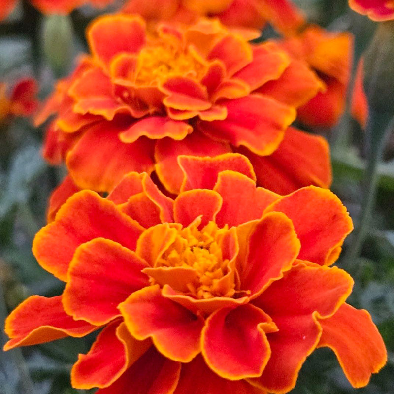 African Marigold Seeds - Fiery Orange & Gold