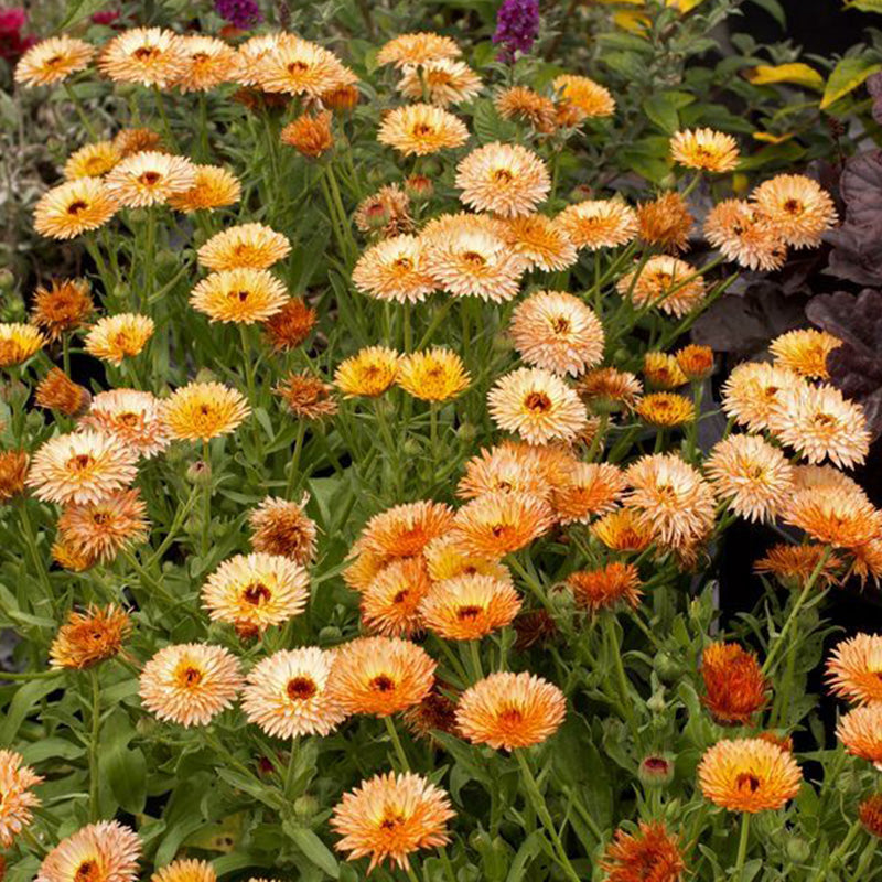 Calendula Seeds - Apricot Dark Eye