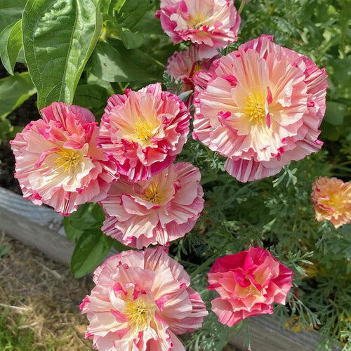 California Poppy Seeds - Ruffled Picotee