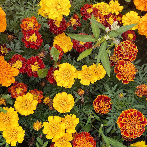 African Marigold Seeds - French Mix