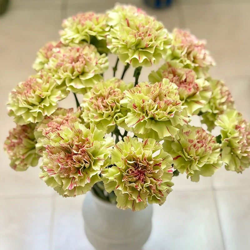 Carnation Seeds - Lime & Red Stripe