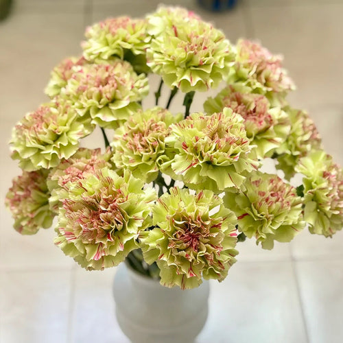 Carnation Seeds - Lime & Red Stripe