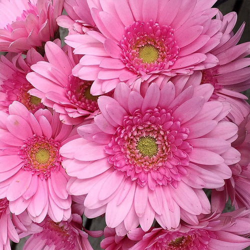 African Daisy Seeds - Pink Double Gerbera