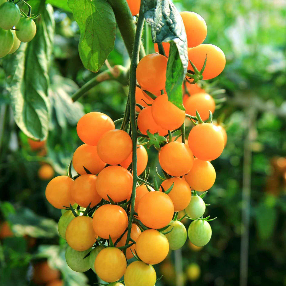 Golden Cherry Tomato Seeds – Grow Your Own Golden-Orange Tomatoes