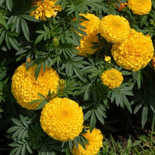 African Marigold Seeds - Golden Yellow Double