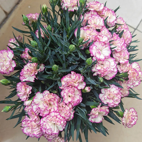 Carnation Seeds - Purple Picotee