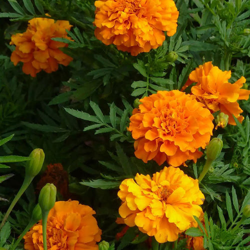 African Marigold Seeds - Vibrant Orange Double