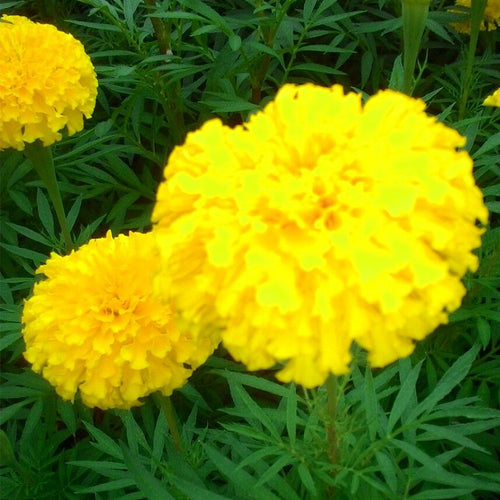 African Marigold Seeds - Large Golden Yellow