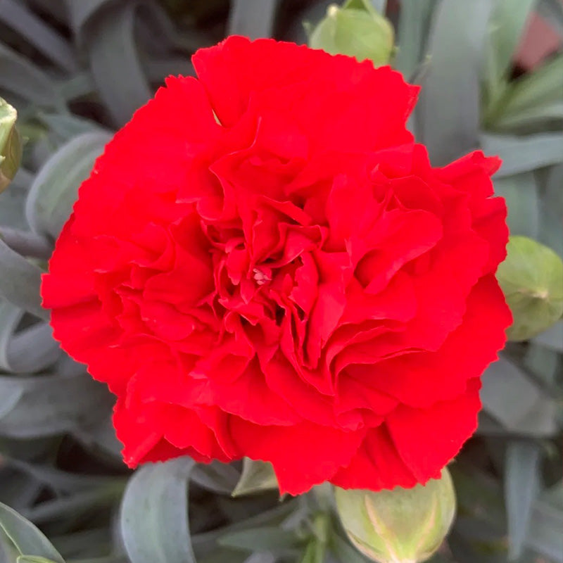 Carnation Seeds - Dwarf Red
