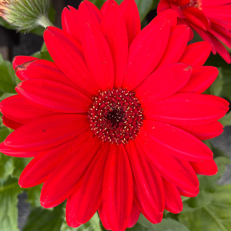 African Daisy Seeds - Gerbera Red (Gerbera Daisy)