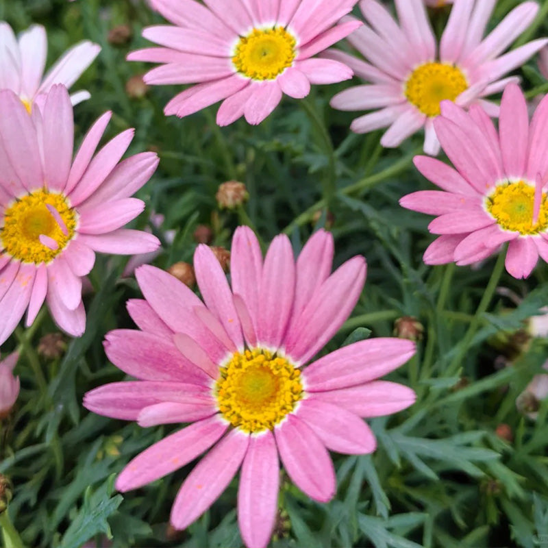 African Daisy Seeds - Pink Orange-Eye