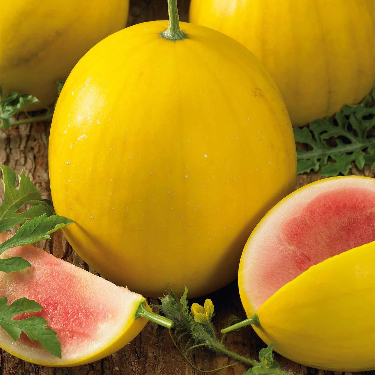 Golden Midget Watermelon Seeds – Mini Melons with Golden Rind & Pink Flesh