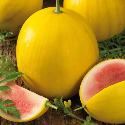 Golden Midget Watermelon Seeds – Mini Melons with Golden Rind & Pink Flesh