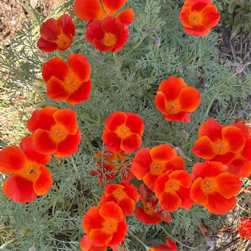 California Poppy Seeds - Flame Red