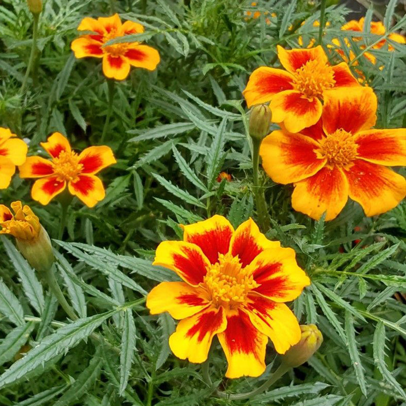 African Marigold Seeds - Yellow with Red Center