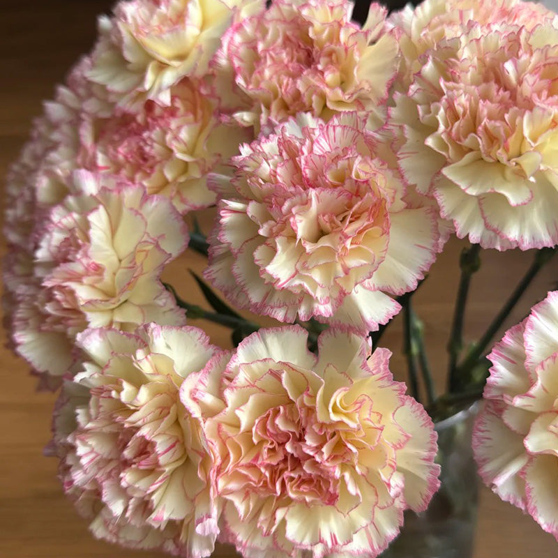 Carnation Seeds - Pastel Picotee