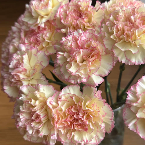 Carnation Seeds - Pastel Picotee
