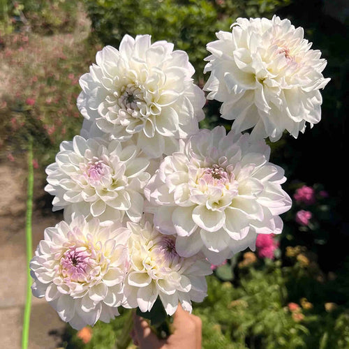 Dahlia Seeds - White Lavender Center