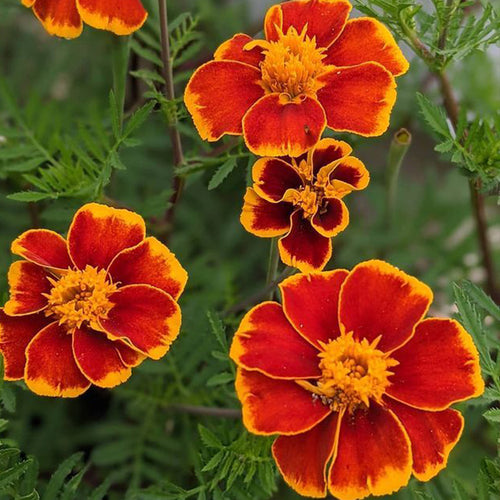 African Marigold Seeds - Single Red with Gold Edge