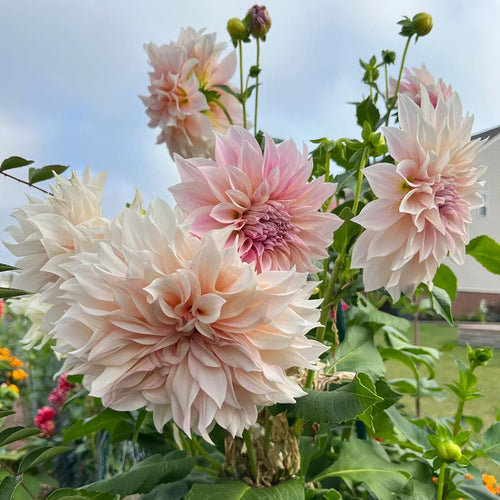 Dahlia Seeds - Blush Pink